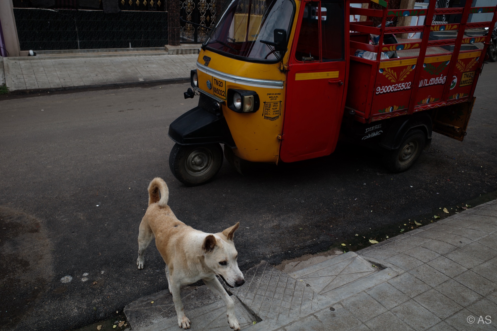 Street dog walking past a yellow auto-rickshaw